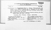 Meloderma desmazieri image